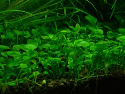 Marsilea angustifoli